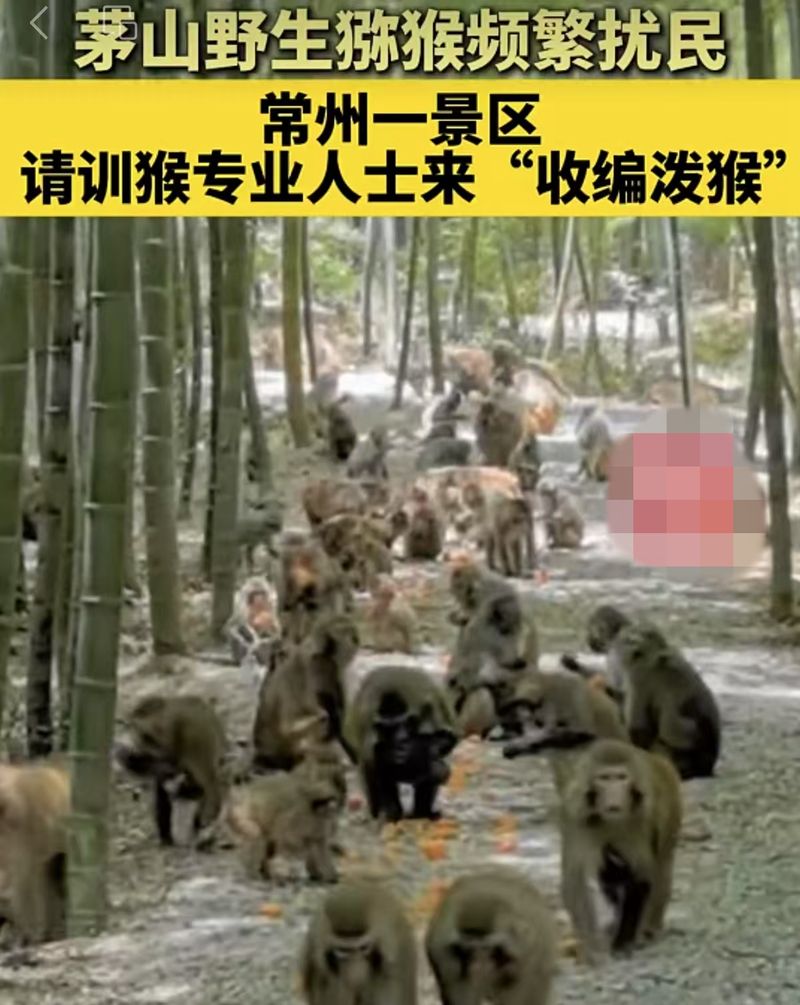 ▲江苏一景区“收编”茅山野生猕猴的举措引发关注。图/网络视频截图