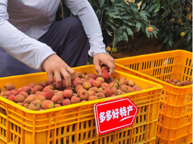▲“2025多多好特产”专项深入数十个农产区,助力各地农户增产增收。(陈振豪 摄)
