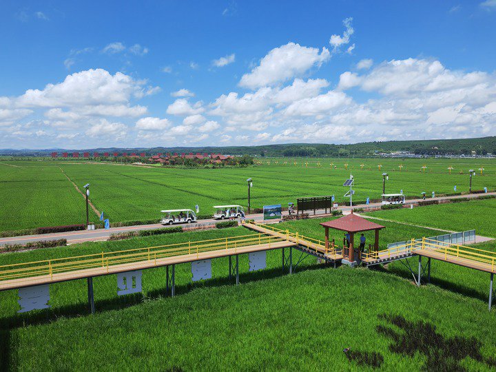 7月16日，吉林省延边朝鲜族自治州和龙市光东村稻田景色。 记者 王晓林 摄