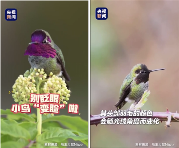 鸟界“变脸大师”安氏蜂鸟 图片来源:央视新闻素材来源:鸟王大叔 Nice