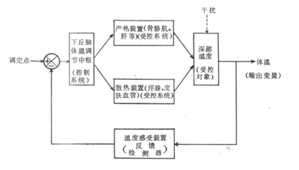 体温调节自动控制示意图。图片来源:医学百科