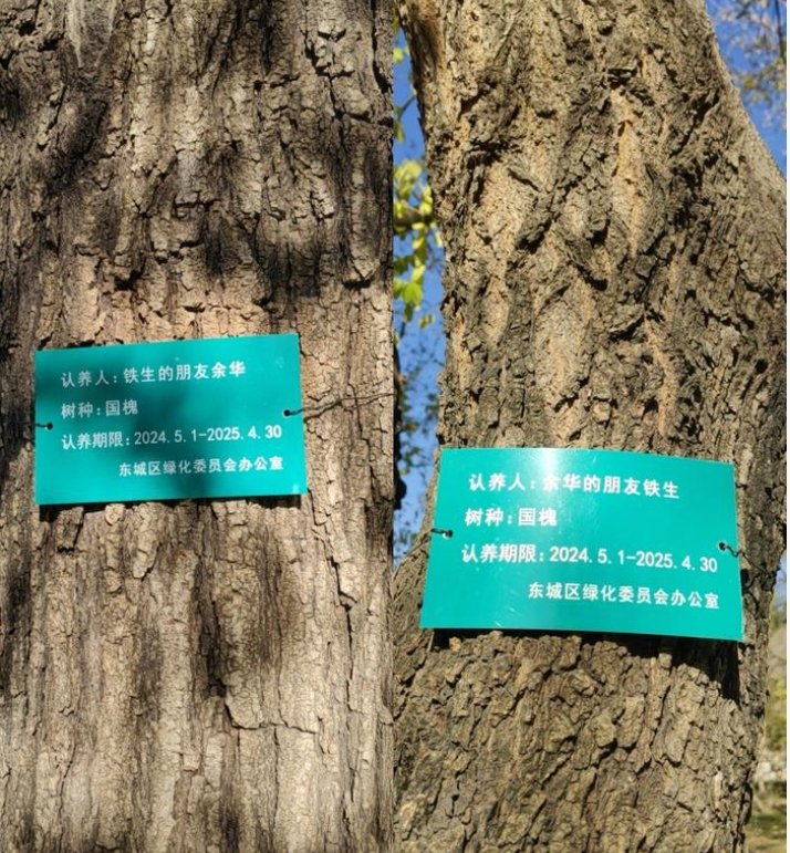 ▲地坛公园里两棵被认养的国槐成了网红打卡点。图/新京报记者 陈琳 摄