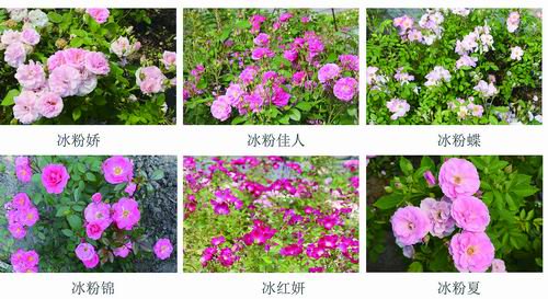 东北农业大学供图