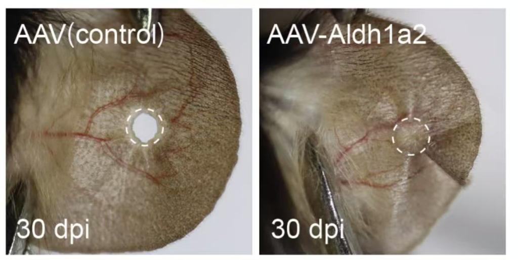 ▲ 图为激活 Aldh1a2 基因表达可使小鼠耳廓获得再生能力,右图为已修复的耳廓。