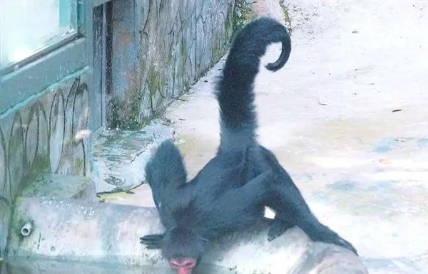 △ 黑蜘蛛猴,到地面喝水时无处安放的手臂