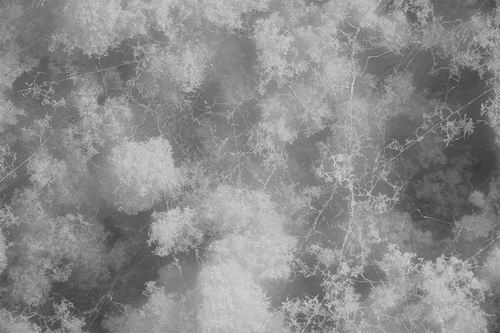 图片来源:SCIENCE PHOTO LIBRARY