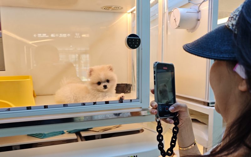 ▲资料图:宠物店橱窗展示的狗狗,吸引顾客驻足查看、拍照。图/IC photo